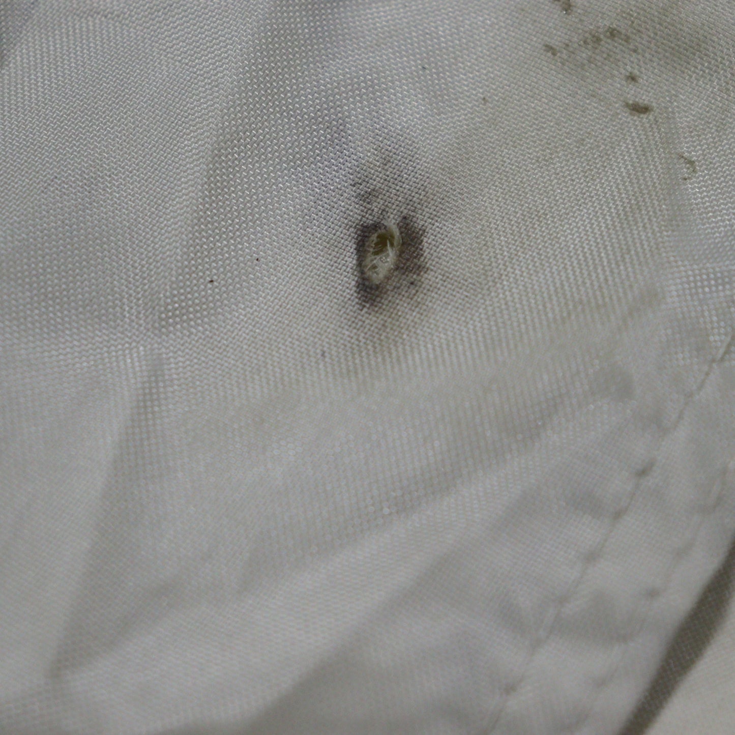 ランドロックアイボリー (TP-671IV)